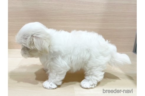 成約済の東京都のマルチーズ-324024の2枚目