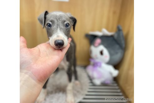 成約済の愛知県のイタリアングレーハウンド(イタグレ)-324031の3枚目