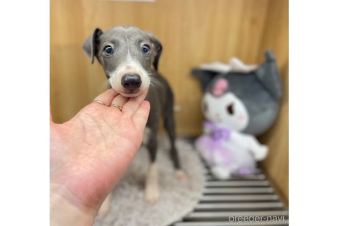 成約済の愛知県のイタリアングレーハウンド(イタグレ)-324031の5枚目