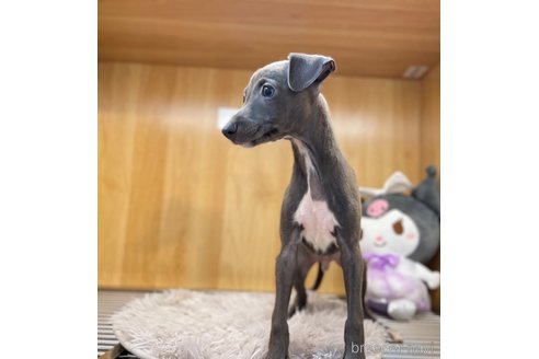成約済の愛知県のイタリアングレーハウンド(イタグレ)-324032の5枚目