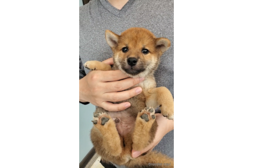 成約済の大阪府の柴犬-318226の2枚目