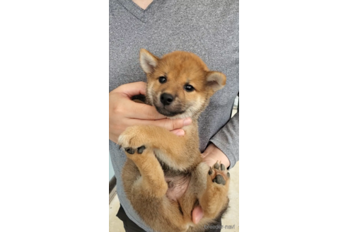 成約済の大阪府の柴犬-318226の3枚目