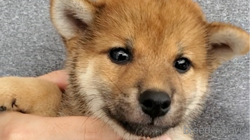 成約済の大阪府の柴犬-318226の1枚目