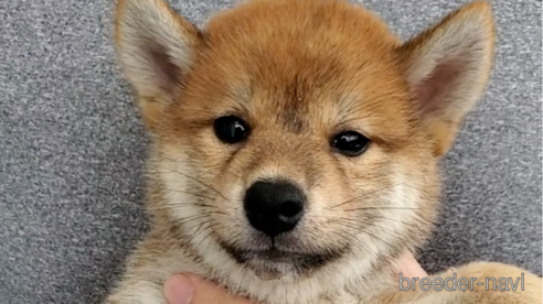 成約済の大阪府の柴犬-318225の1枚目