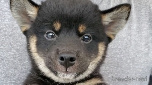 成約済の大阪府の柴犬-318230の1枚目
