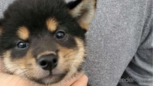 成約済の大阪府の柴犬-318229の1枚目