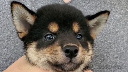 成約済の大阪府の柴犬-318229の3枚目