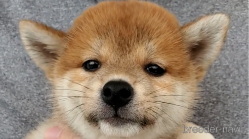 成約済の大阪府の柴犬-318227の1枚目
