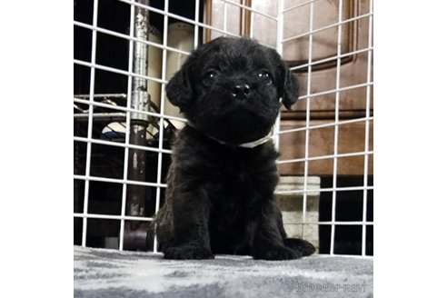 成約済の岡山県のミックス犬-321068の5枚目