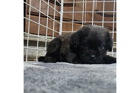 成約済の岡山県のミックス犬-321068の6枚目