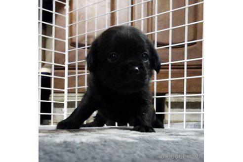 成約済の岡山県のミックス犬-321064の8枚目