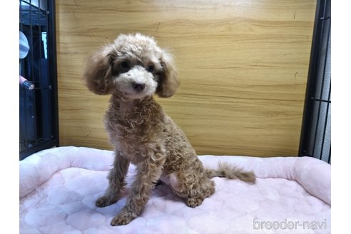 成約済の千葉県のタイニープードル-308204の5枚目