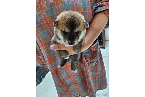 成約済の高知県の豆柴-322972の7枚目