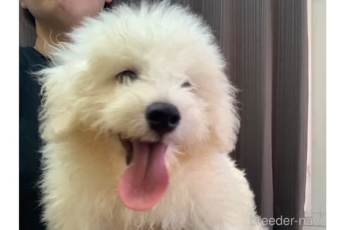 成約済の滋賀県のビションフリーゼ-309162の3枚目
