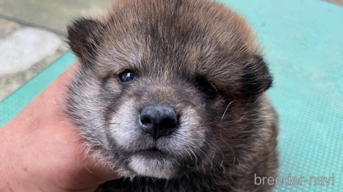 成約済の広島県の柴犬-324098の1枚目