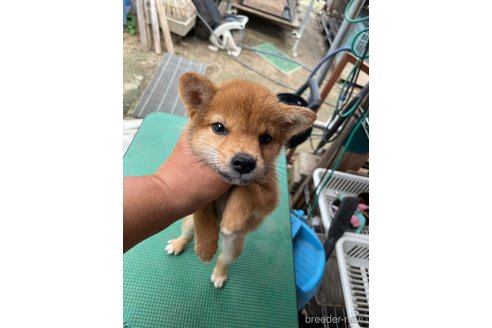 成約済の広島県の柴犬-324100の5枚目