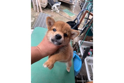 成約済の広島県の柴犬-324100の4枚目