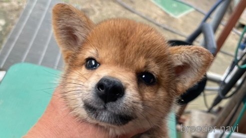 成約済の広島県の柴犬-324100の1枚目