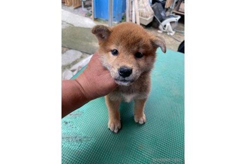 成約済の広島県の柴犬-324101の2枚目