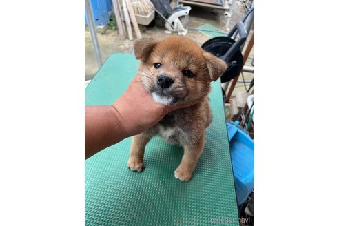 成約済の広島県の柴犬-324101の3枚目