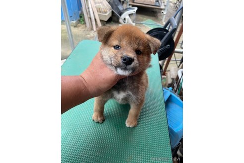 成約済の広島県の柴犬-324101の4枚目