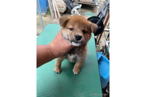 成約済の広島県の柴犬-324101の5枚目