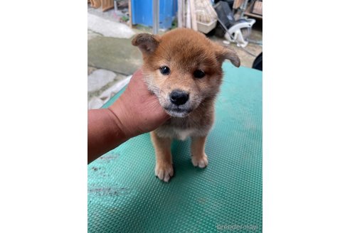 成約済の広島県の柴犬-324101の6枚目