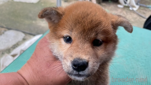 成約済の広島県の柴犬-324101の1枚目