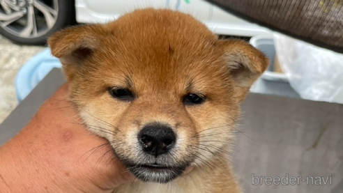 成約済の広島県の柴犬-324102の1枚目