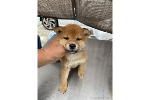 成約済の広島県の柴犬-324102の2枚目