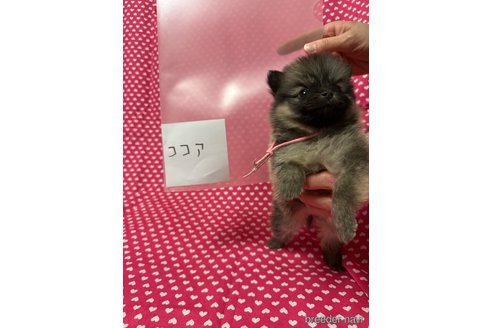 成約済の北海道のミックス犬-324114の5枚目