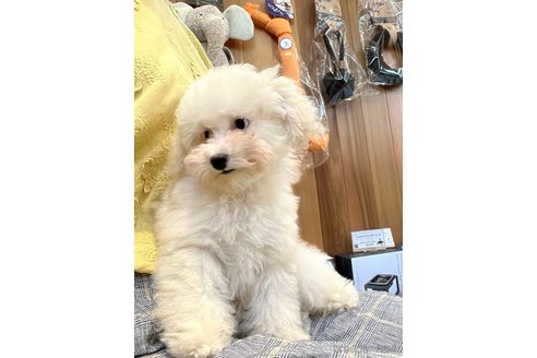 成約済の愛知県のタイニープードル-305382の12枚目