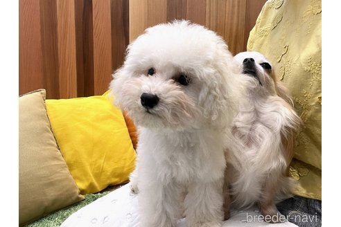 成約済の愛知県のタイニープードル-305382の11枚目