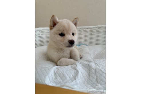 成約済の兵庫県の豆柴-324166の5枚目