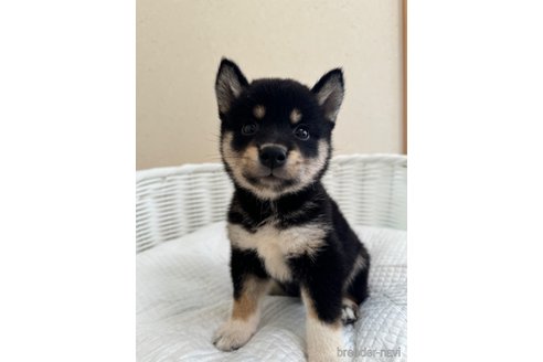 成約済の兵庫県の豆柴-324171の1枚目
