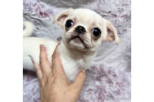 成約済の福島県のミックス犬-324178の3枚目