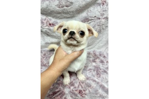 成約済の福島県のミックス犬-324178の4枚目