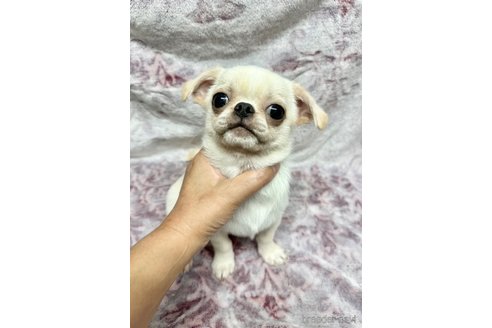 成約済ののミックス犬-324178