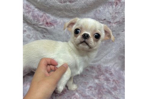 成約済の福島県のミックス犬-324178の5枚目