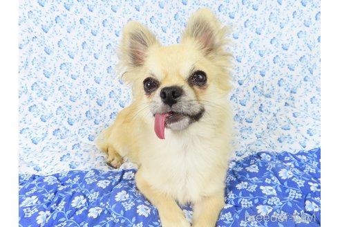 成約済の千葉県のチワワ(ロングコート)-273700の10枚目