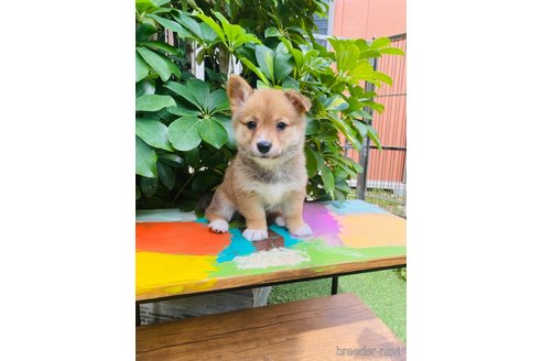 成約済の千葉県のミックス犬-324187の4枚目