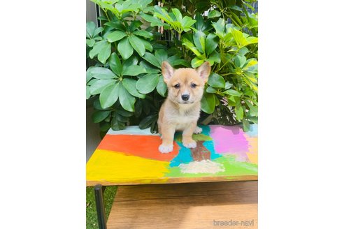 成約済の千葉県のミックス犬-324194の6枚目