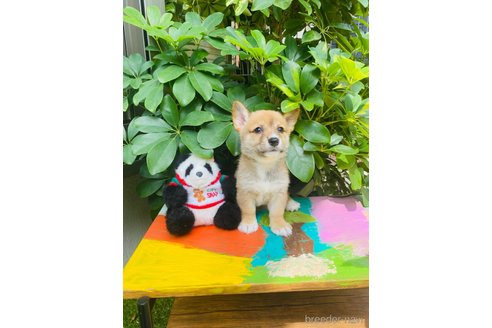 成約済の千葉県のミックス犬-324194の7枚目