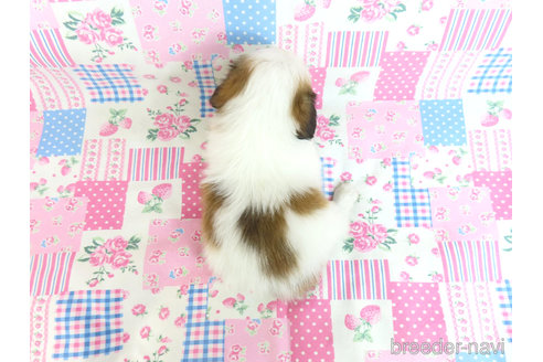 成約済の千葉県のパピヨン-324195の30枚目