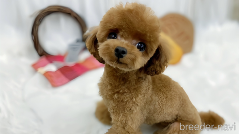 ささみちゃん1枚目
