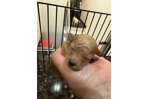 成約済の千葉県のタイニープードル-324210の7枚目