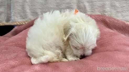 成約済の滋賀県のマルチーズ-323068の5枚目