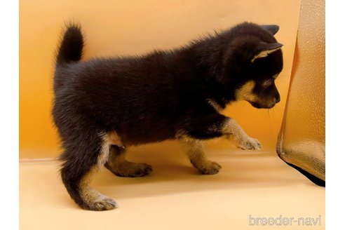 成約済の東京都の豆柴-324240の2枚目