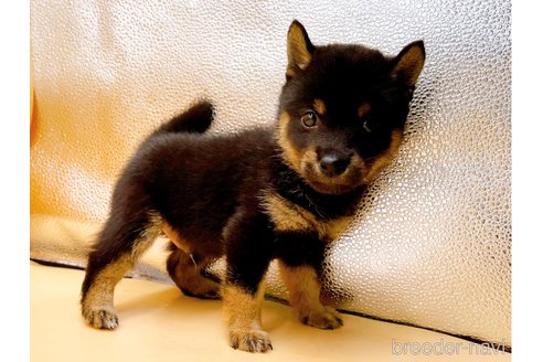 成約済の東京都の豆柴-324240の3枚目