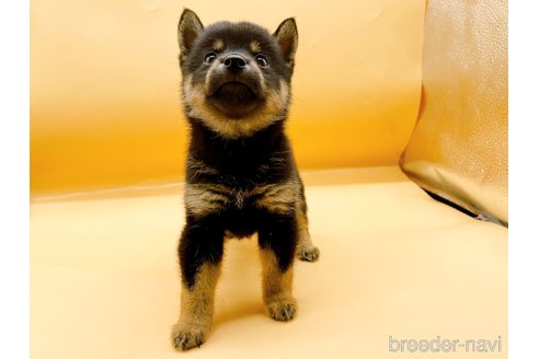 成約済の東京都の豆柴-324240の4枚目